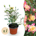 Tuin Roos - Rosa Tricolor Fairy - Roos - Winterhard - Geel-Roze - 3 Planten - Pot 12cm - Hoogte Hoogte 20-25cm