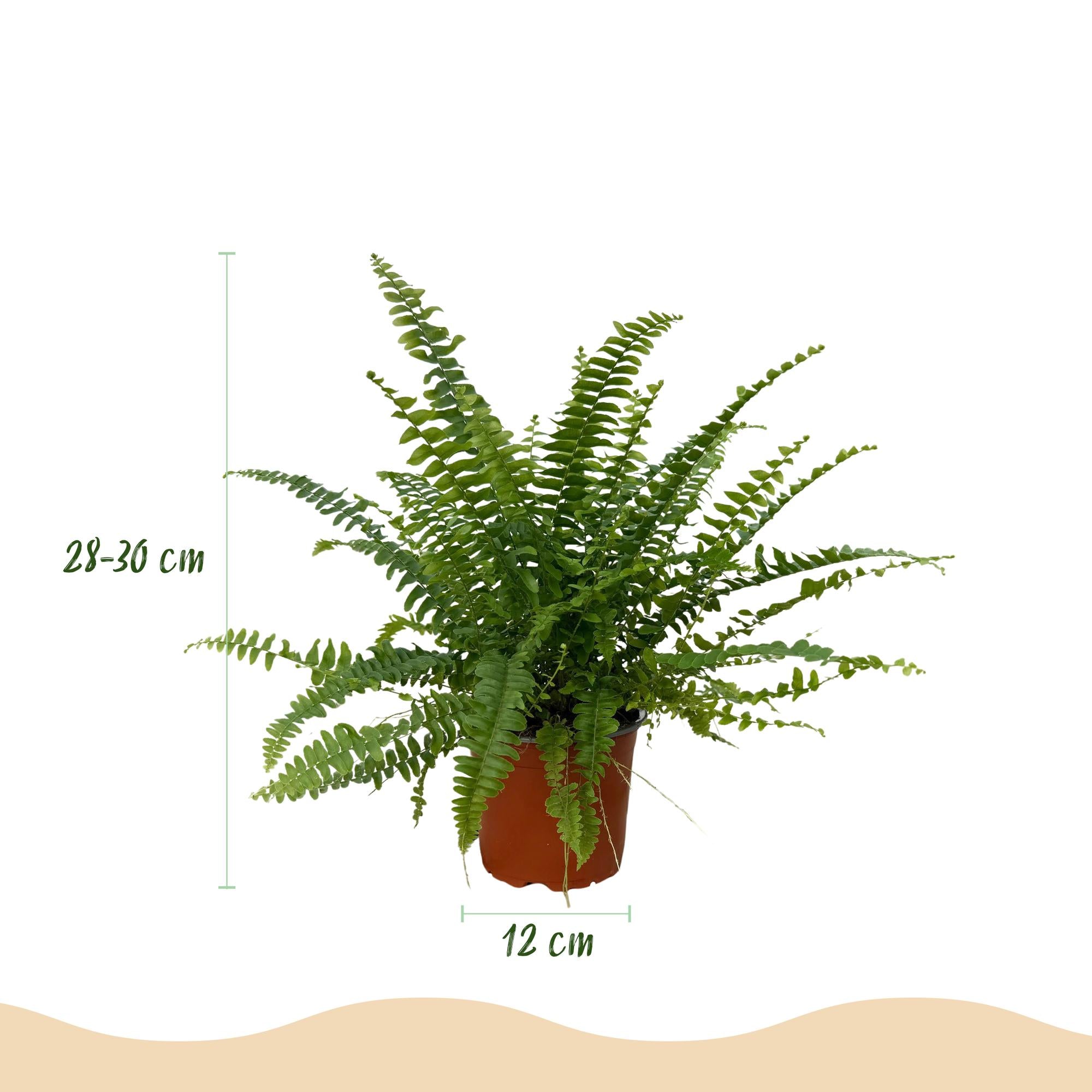 Kamerplant - Nephrolepsis exaltata Green Lady - Varen - Huisdiervriendelijk - Groen - 4 Planten - Pot 12cm - Hoogte 28-30cm