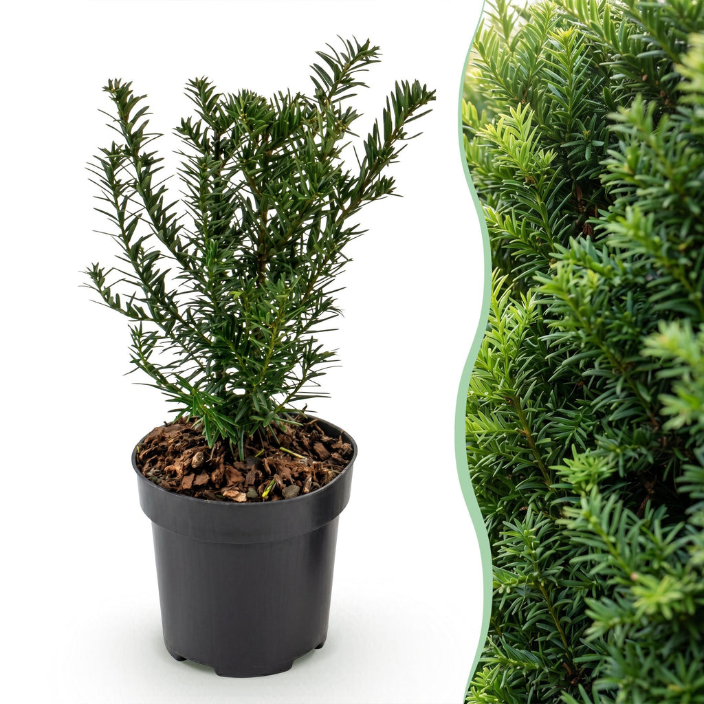 16x Taxus baccata - Venijnboom - Haagplanten - Groenblijvend - Groen - Pot 9cm - Hoogte 20-30cm