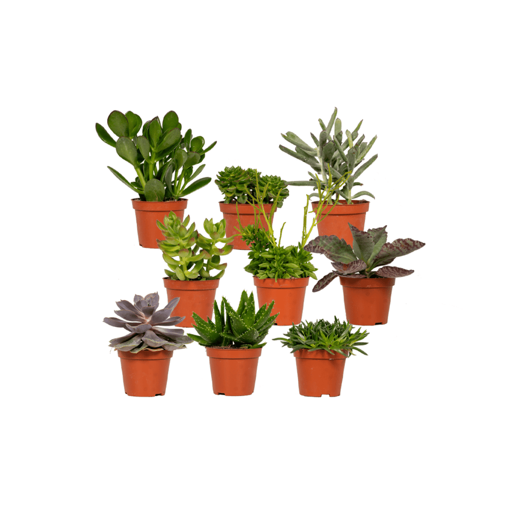 Everspring - Succulenten Mix - 10 cm - Ø8,5 - 9