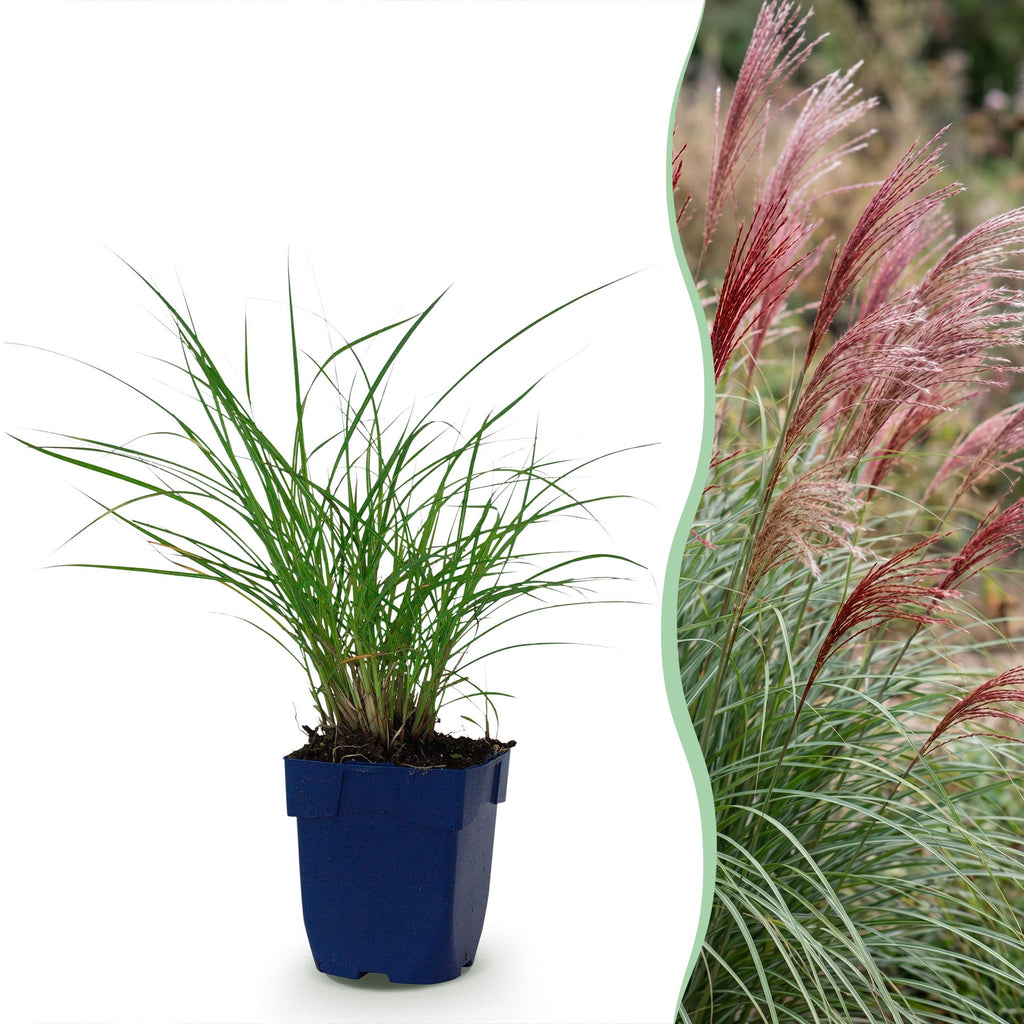 Grassen - Miscanthus sin. Red Chief - Pampusgras - Met Pluim - Groen - 24 Planten - Pot 11cm - Hoogte 15-25cm