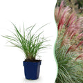 Grassen - Miscanthus sin. Red Chief - Pampusgras - Met Pluim - Groen - 24 Planten - Pot 11cm - Hoogte 15-25cm