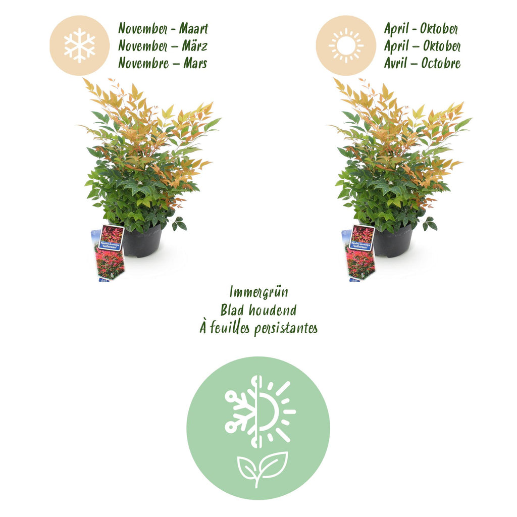 Tuinplant - Nandina Gulfstream - Oranje - 2 Planten - Groenblijvend - Weinig Onderhoud - Pot 17cm Hoogte 45cm