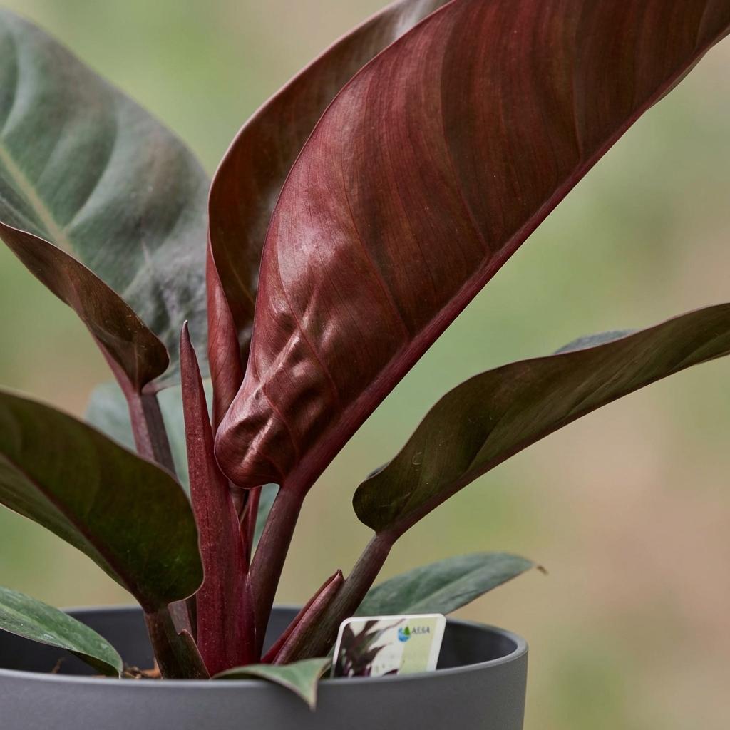 Kamerplant - Philodendron - Philodendron Imperial Red - Rood - Weinig onderhoud - 1 Plant - met Potter Grijs - Pot 19cm - Hoogte 60cm