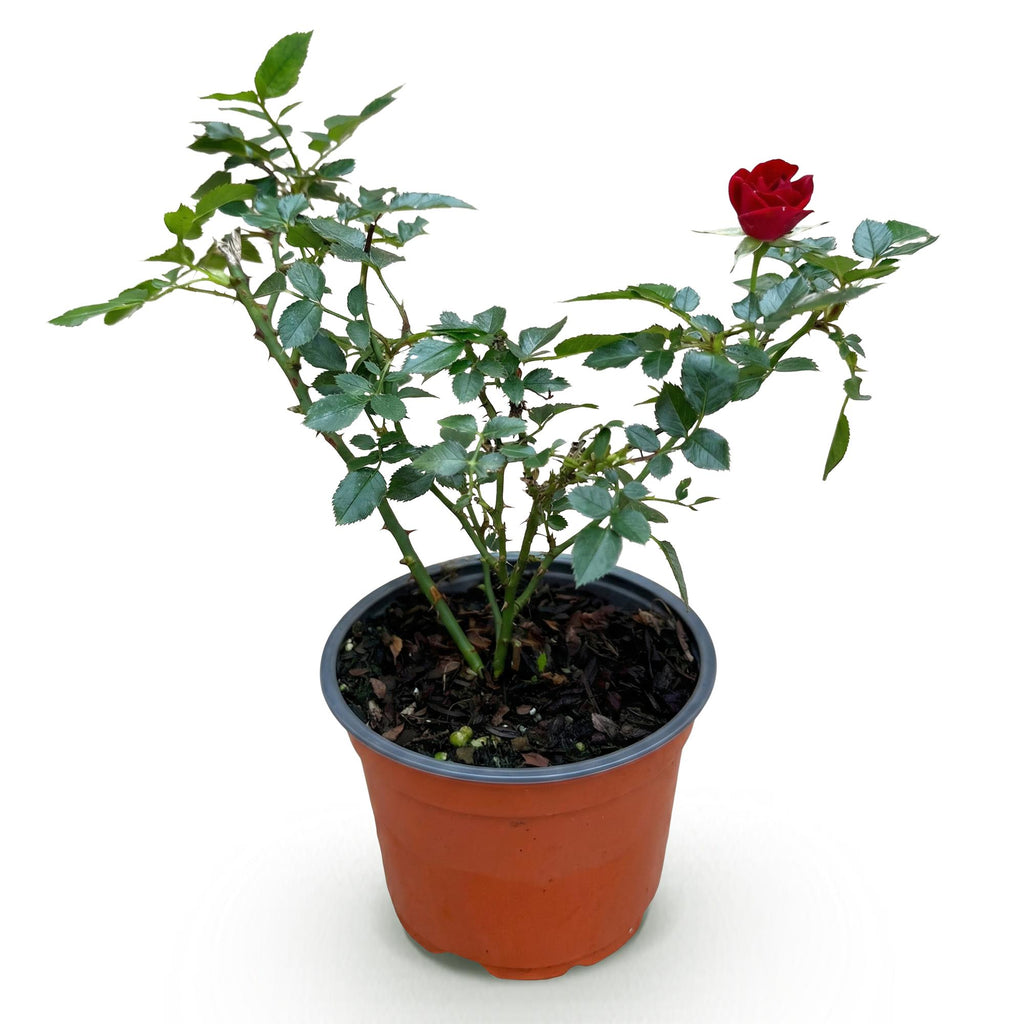 Tuin Roos - Rosa Rote The Fairy - Roos - Winterhard - Rood - 1 Plant - Pot 12cm - Hoogte Hoogte 20-25cm