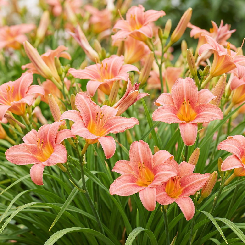 Vasteplant - Hemerocallis Pink Damask - Daglelie - Bijen en Vlinderlokkers - Roze - 6 Planten - Pot 11cm - Hoogte 15-25cm