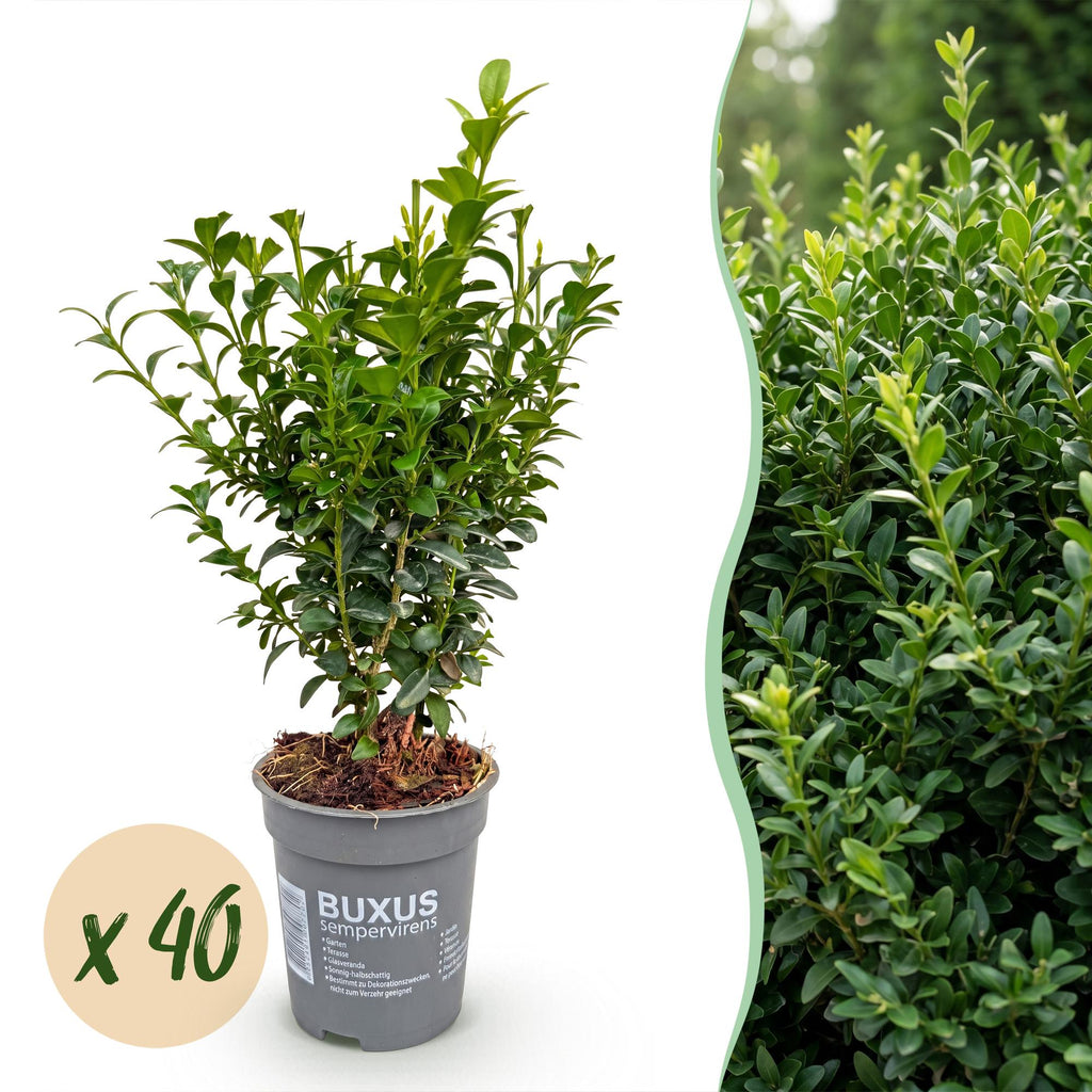 40x Buxus sempervirens - Palmboompje - Haagplanten - Groenblijvend - Groen - Pot 9cm - Hoogte 20-25cm
