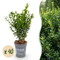 40x Buxus sempervirens - Palmboompje - Haagplanten - Groenblijvend - Groen - Pot 9cm - Hoogte 20-25cm