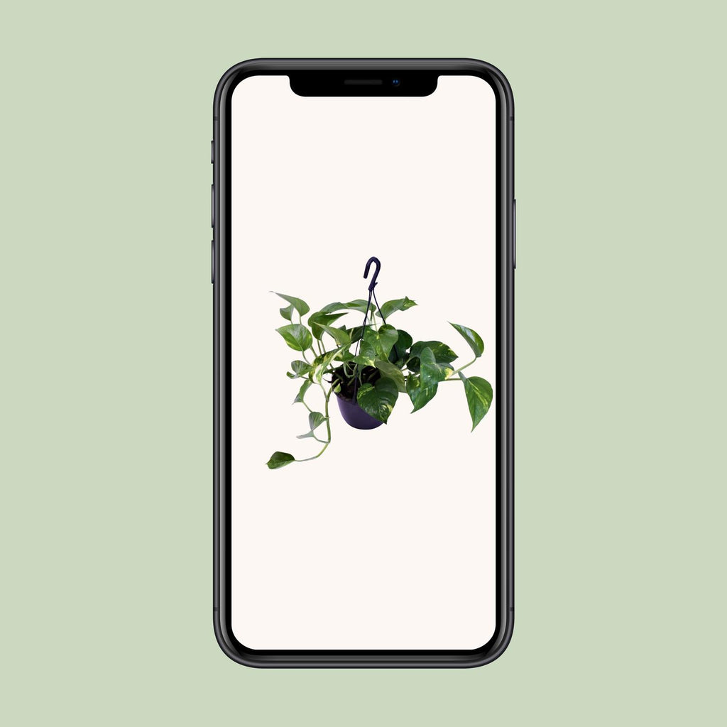 Epipremnum Aureum - Ø15cm - ↕30cm