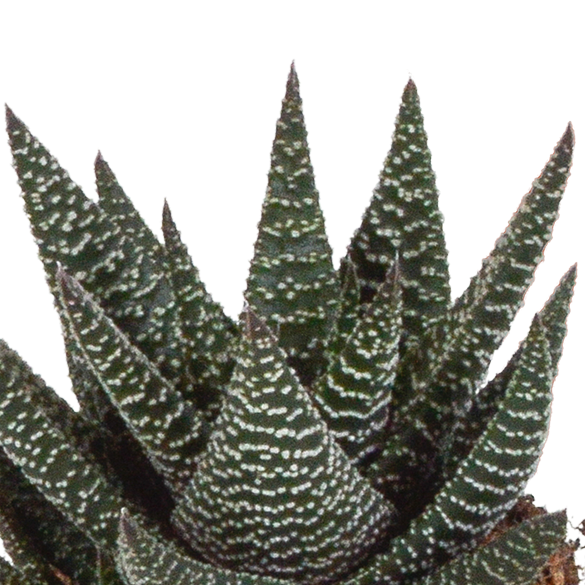 Gasteria/Haworthia mix 8,5cm - 3x - zonder pot