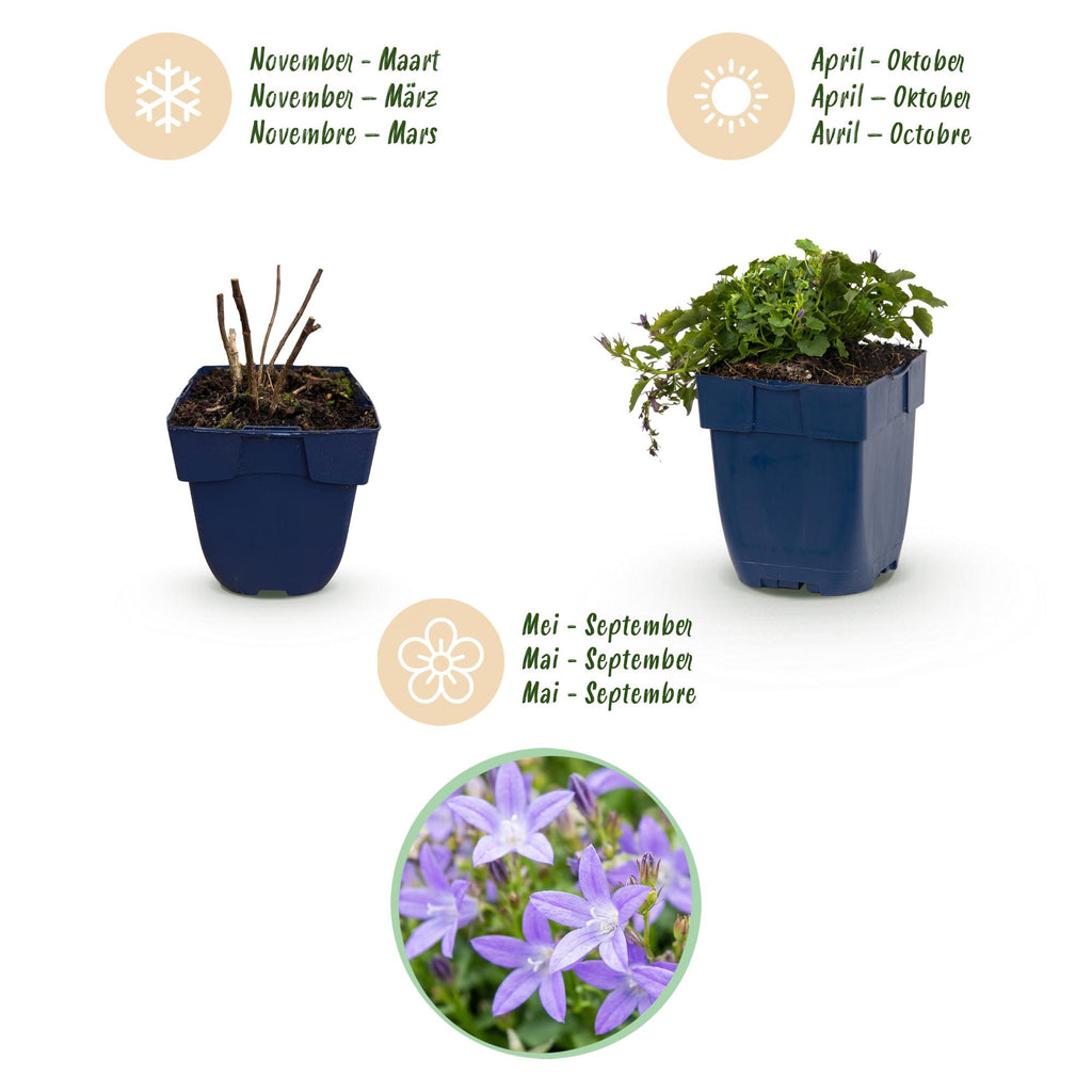 Vasteplant - Campanula posch. Stella - Perzikbladklokje - Bodembedekkend - Paars - 3 Planten - Pot 11cm - Hoogte 15-25cm
