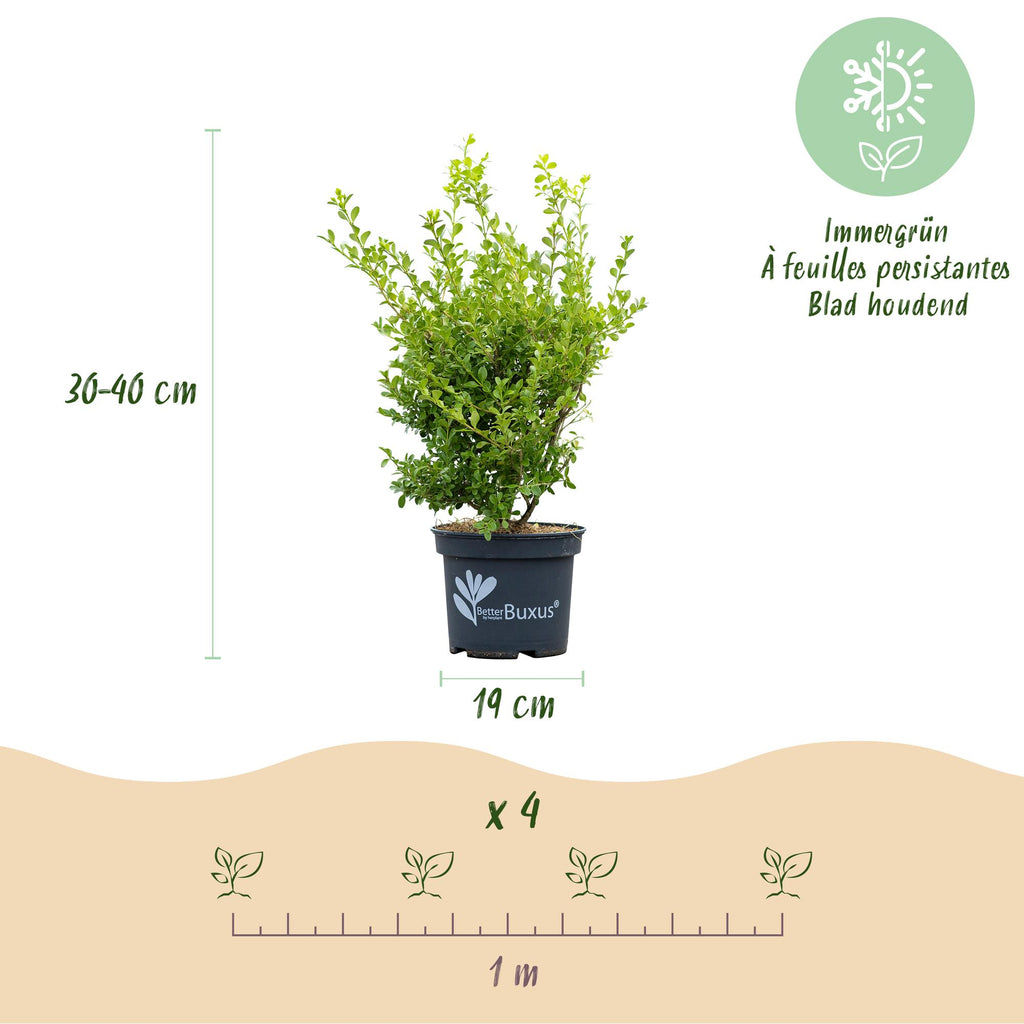 Buxus Haag - BetterBuxus Babylon Beauty - Resistant tegen de Buxus schimmel - 4 planten - 1 strekkende meter - pot 19cm hoogte 50-55