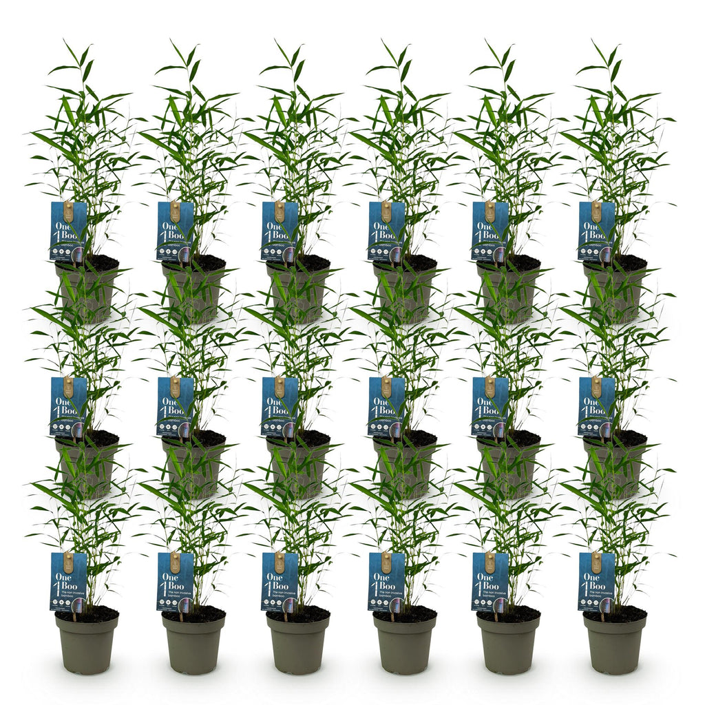 Bamboe - Fargesia Blue Dragon - Bladhoudend - Niet Woekerend - Groen - 18 Planten - Pot 14cm - Hoogte 35cm