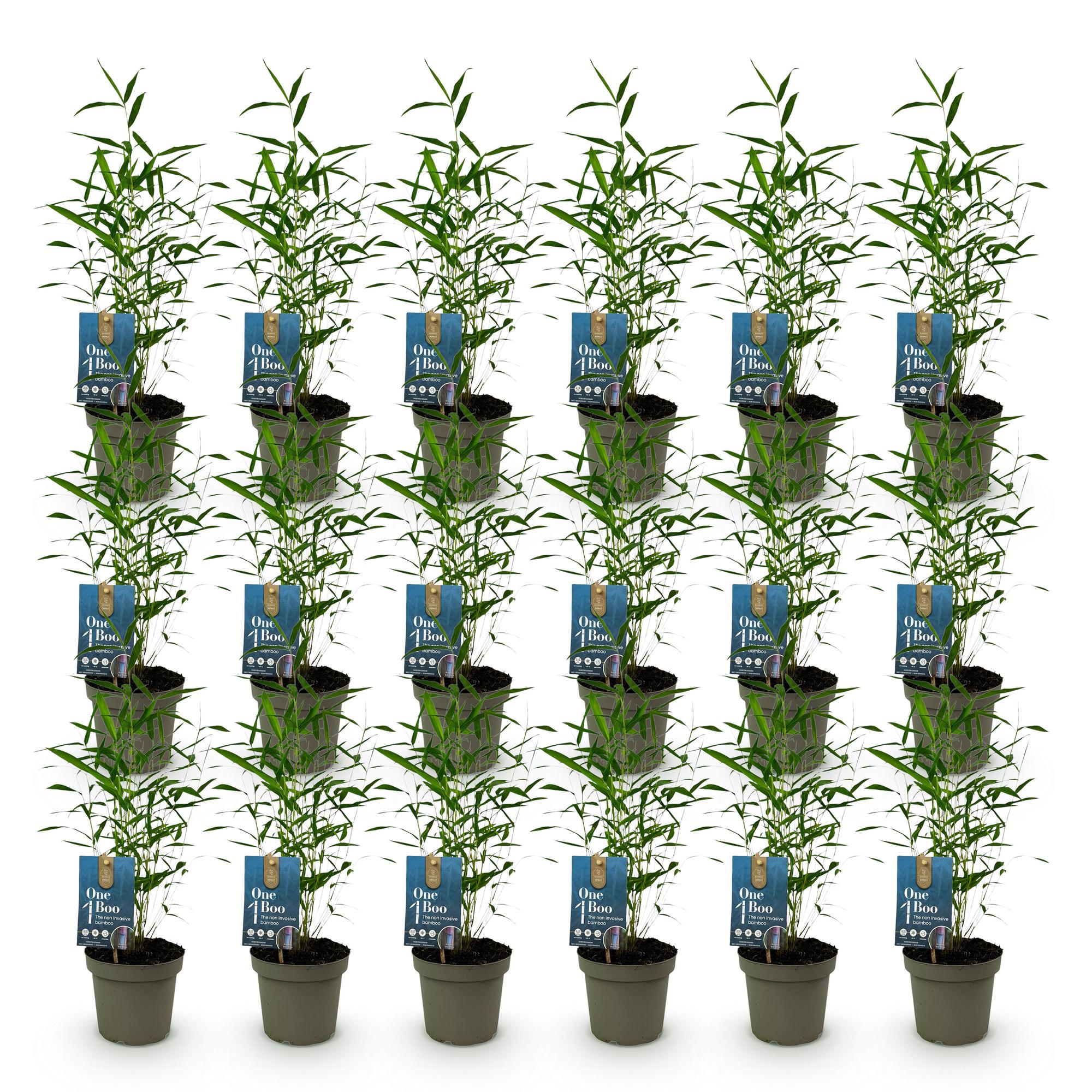 Bamboe - Fargesia Blue Dragon - Bladhoudend - Niet Woekerend - Groen - 18 Planten - Pot 14cm - Hoogte 35cm