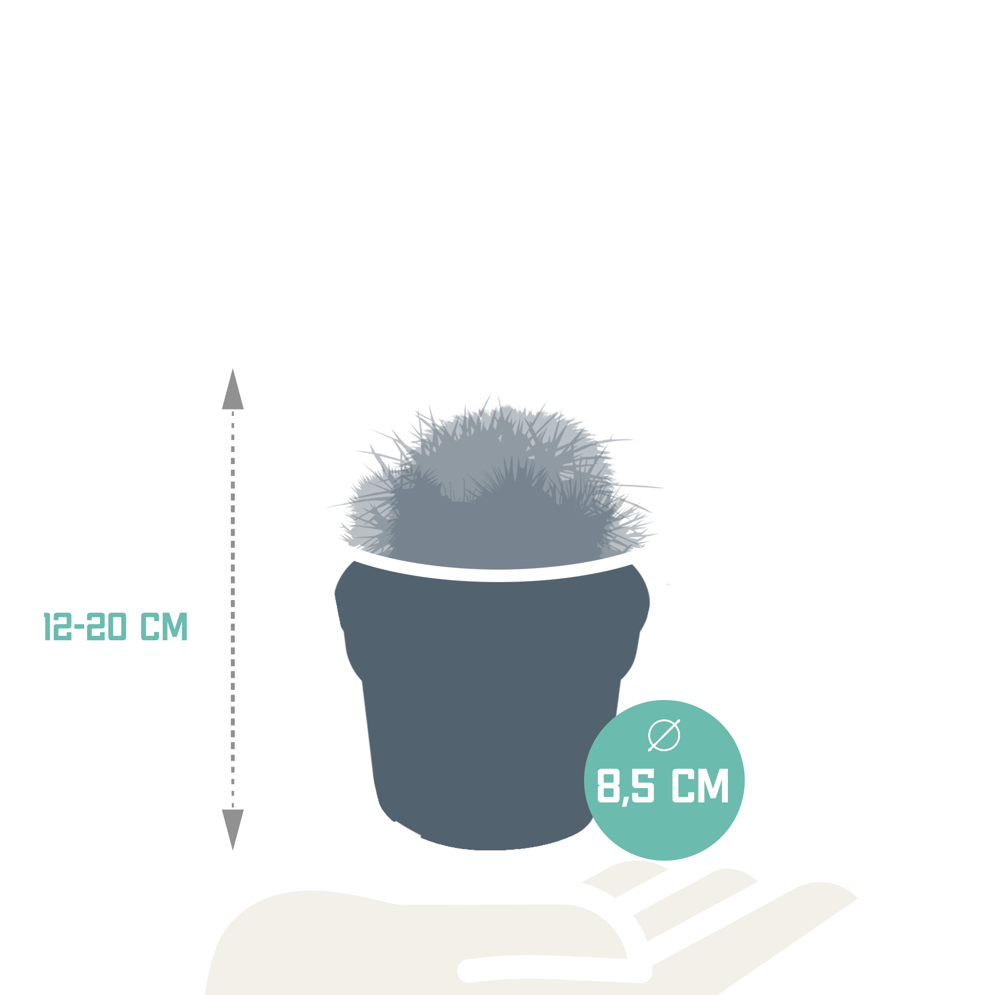 Bolcactus mix 8,5 cm | 3 stuks - zonder pot