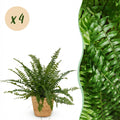 Kamerplant - Nephrolepsis exaltata Green Lady - Varen - Huisdiervriendelijke Plant - Groen - 4 Planten - met Mand - Pot 12cm - Hoogte 25cm