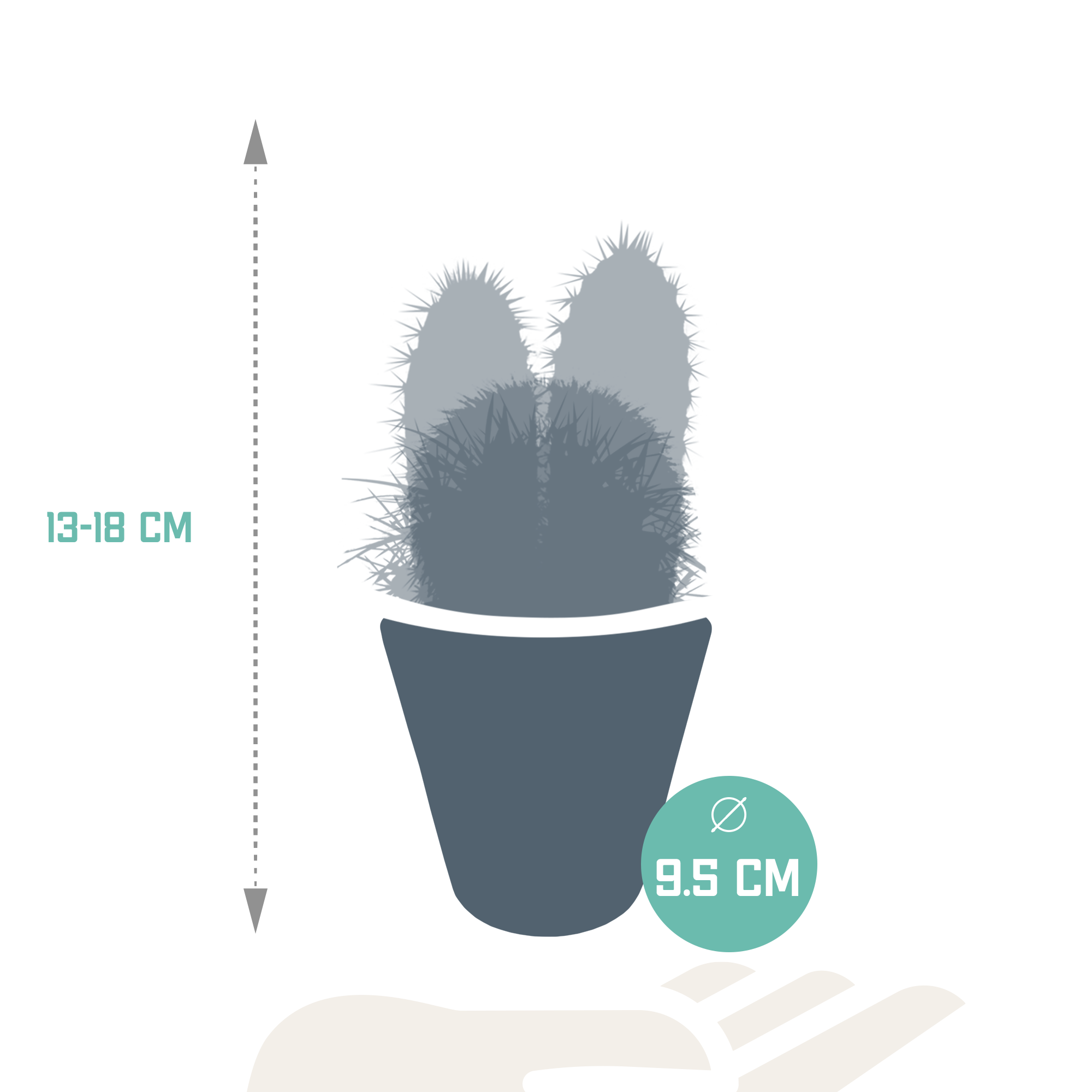 Cactus mix 8.5 cm - 3x - in witte pot