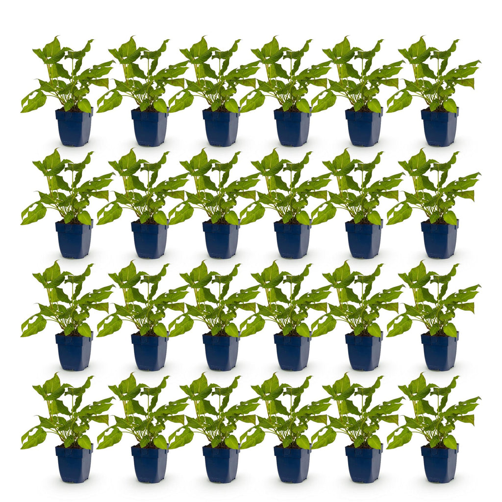 Vasteplant - Persicaria amplexicaulis - Duizendknoop - Bijen en Vlinderlokkers - Rood - 24 Planten - Pot 11cm - Hoogte 15-25cm