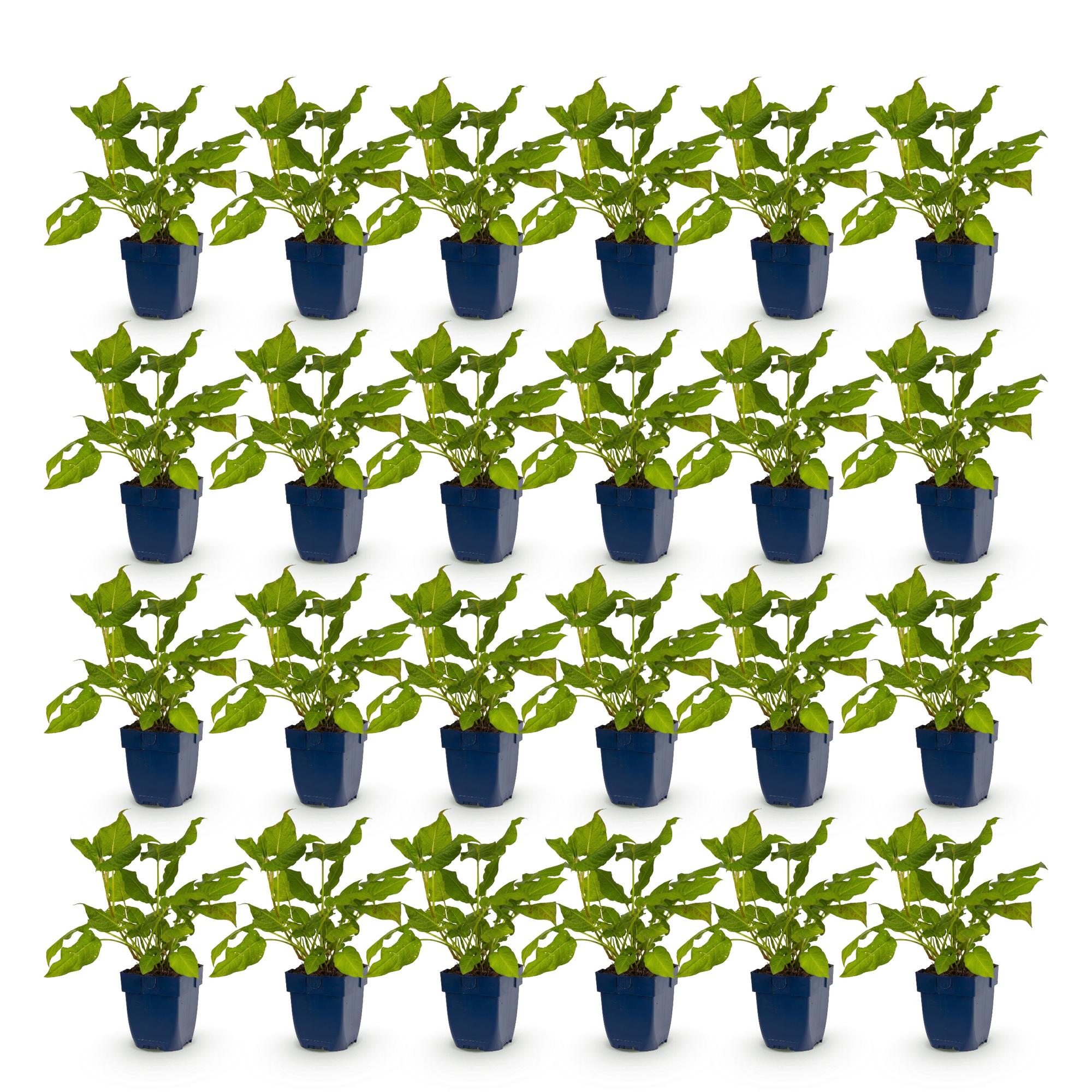 Vasteplant - Persicaria amplexicaulis - Duizendknoop - Bijen en Vlinderlokkers - Rood - 24 Planten - Pot 11cm - Hoogte 15-25cm