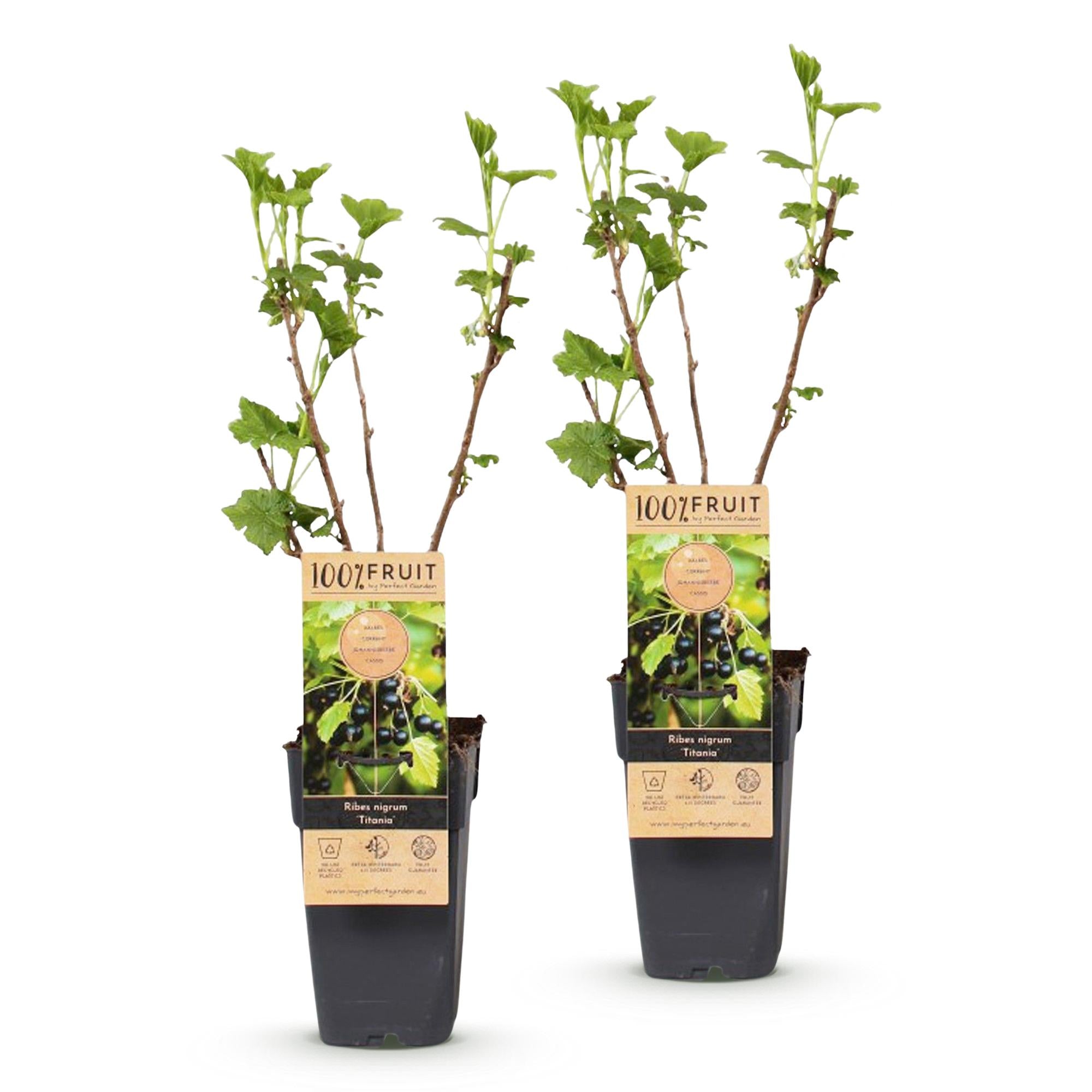 Fruitplant - Ribes nigrum Titania - Bessenplant - Winterhard - Zwarte Bes - 2 Planten - Pot 15cm - Hoogte 50cm