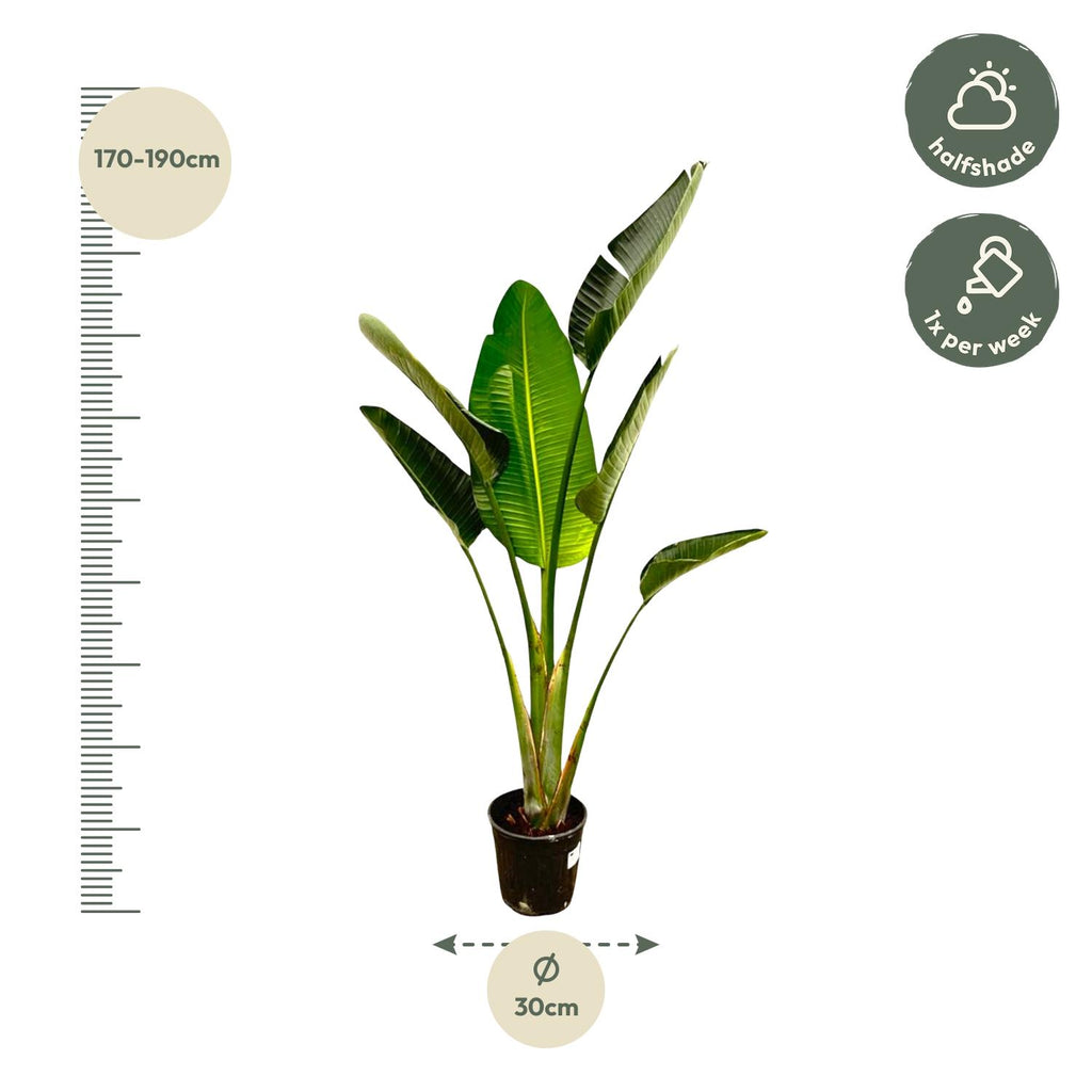 Strelitzia Augusta - 180cm - ⌀24-27cm
