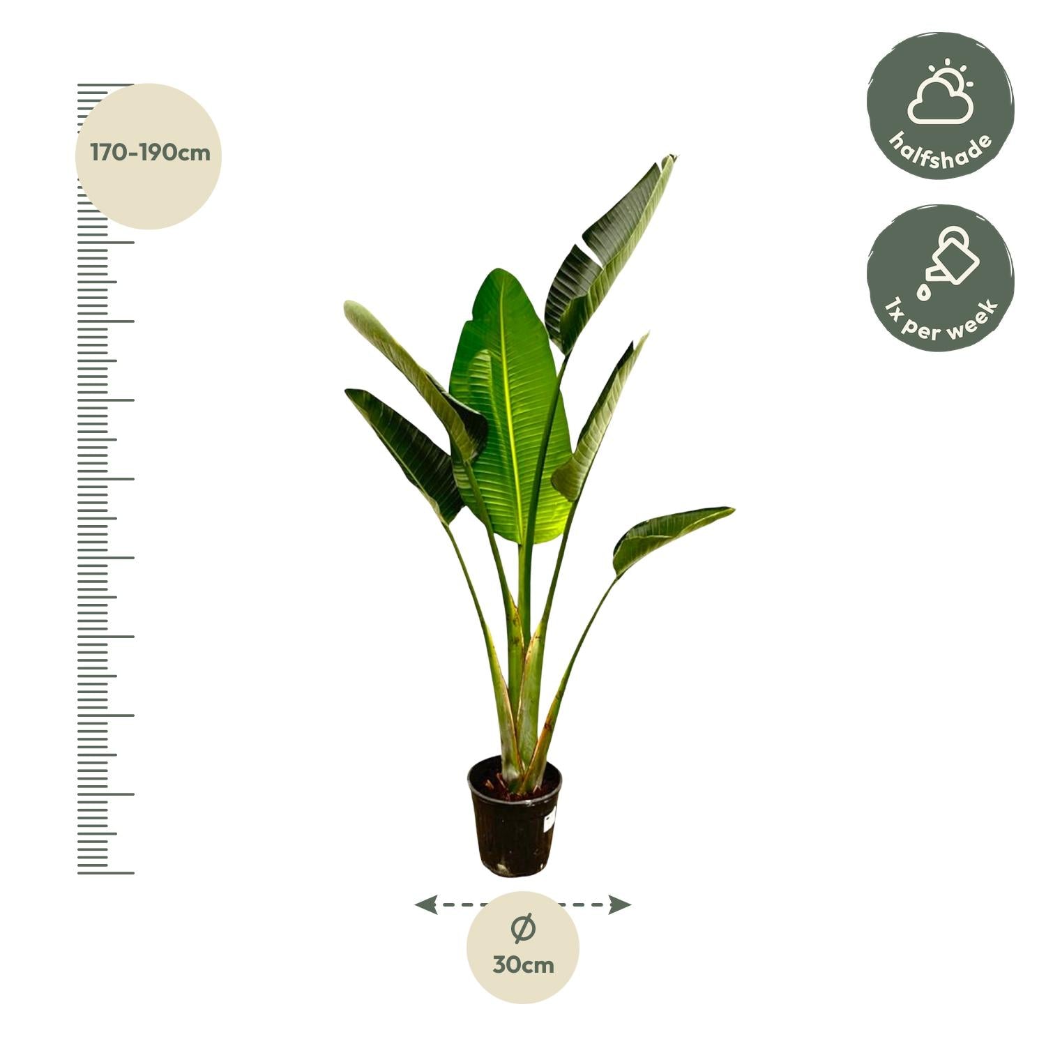 Strelitzia Augusta - 180cm - ⌀24-27cm