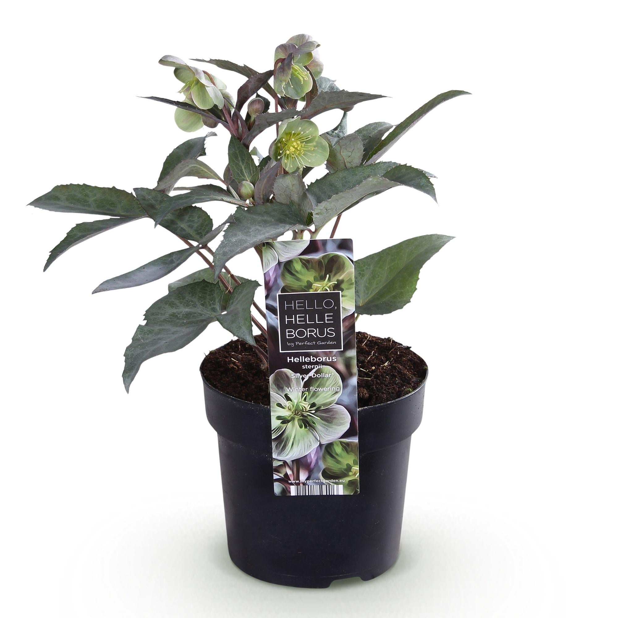 Tuinplant - Lenten Rose Helleborus sternii Silver Dollar - Groene  Bloem -1 Plant - Groenblijvend - Pot 14cm Hoogte 35cm