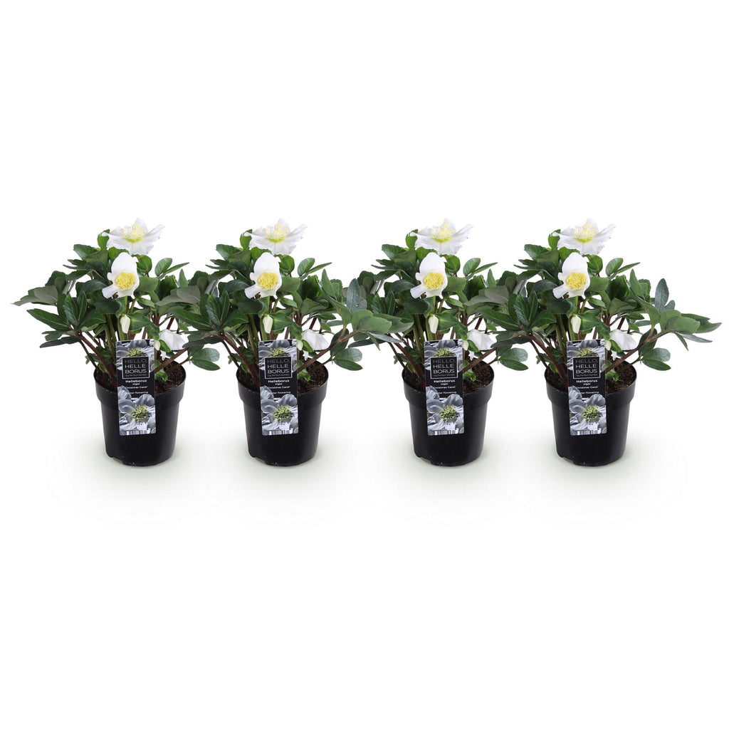 Tuinplant - Kerstroos - Helleborus Christmas Carol  - Witte Bloem - 4 Planten - Groenblijvend - Pot 10,5cm Hoogte 25cm