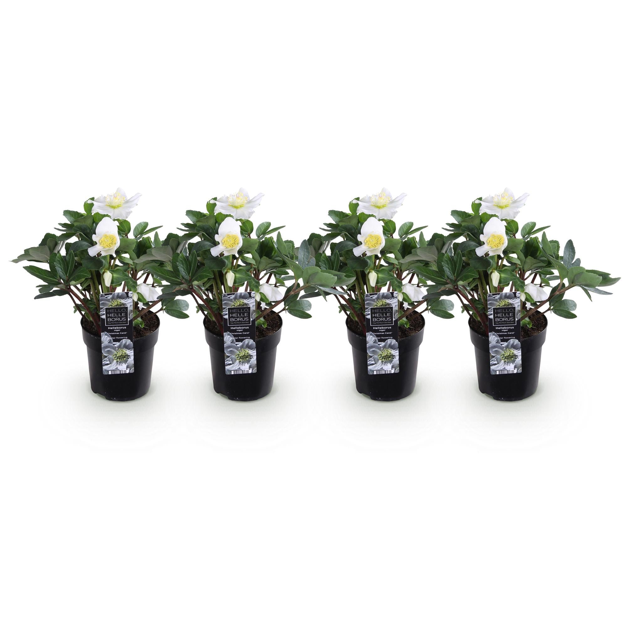 Tuinplant - Kerstroos - Helleborus Christmas Carol  - Witte Bloem - 4 Planten - Groenblijvend - Pot 10,5cm Hoogte 25cm