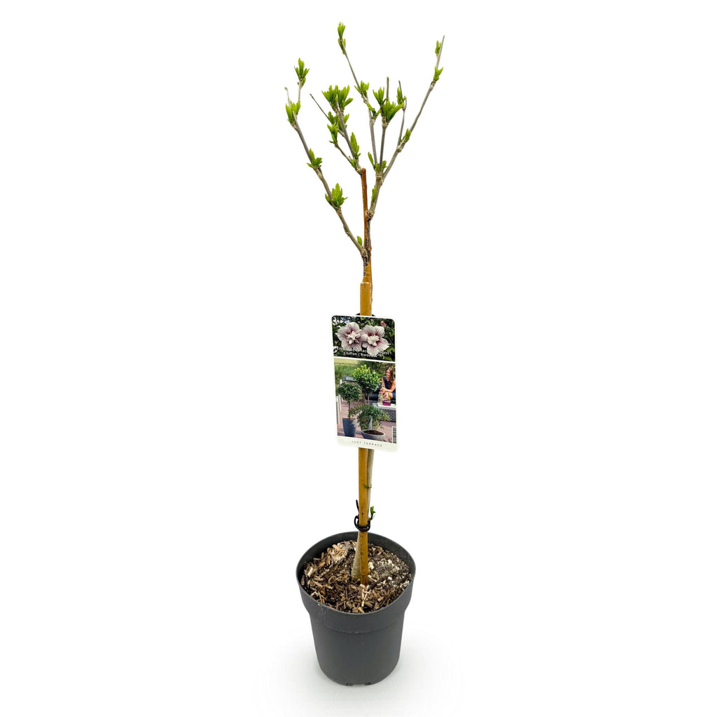 Plante sur Tige - Hibiscus syriacus Starburst Chiffon® - Plante de Terrasse - Feuilles Caduques - Résistant à l'Hiver - Fleur Blanc-Rose - Pot 19cm Hauteur 90cm