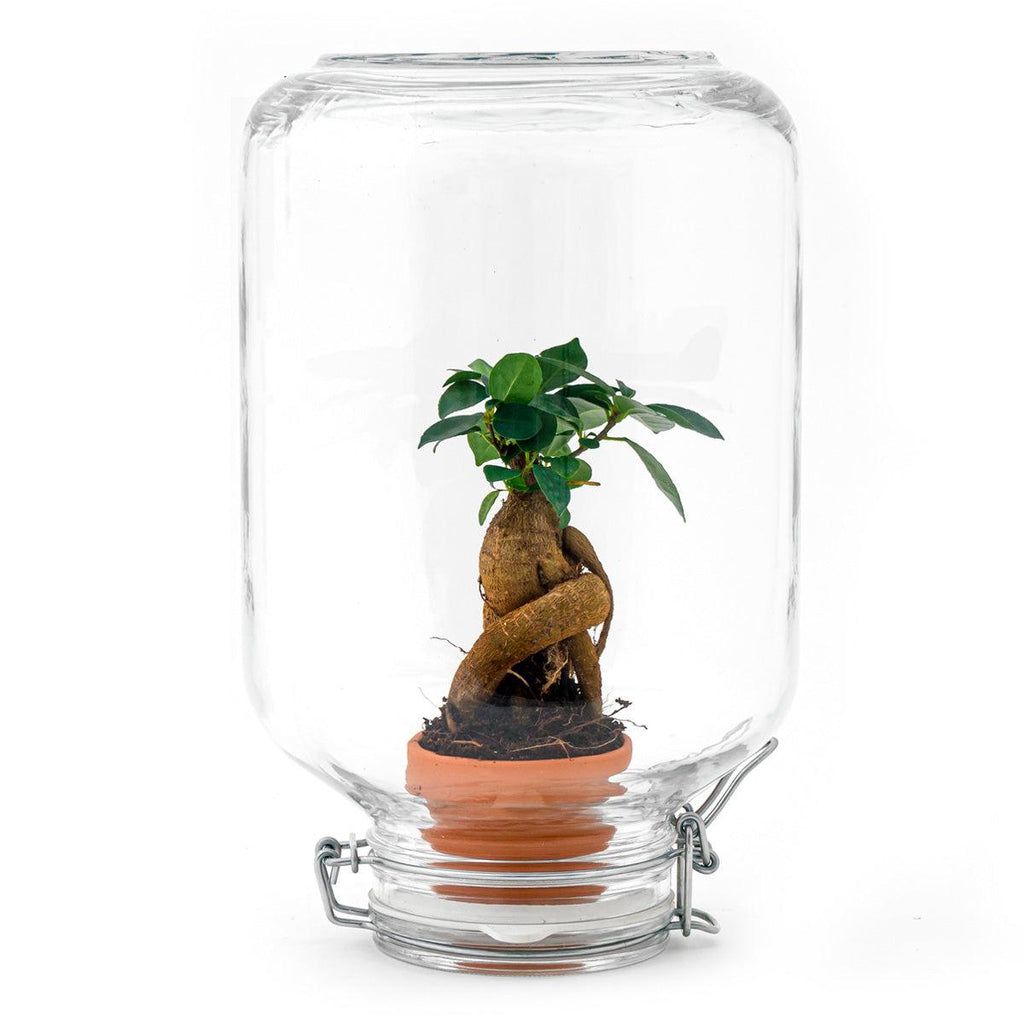 Easyplant - Bonsai - Mini-ecosysteem
