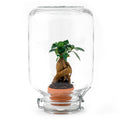 Easyplant - Bonsai - Mini-ecosysteem
