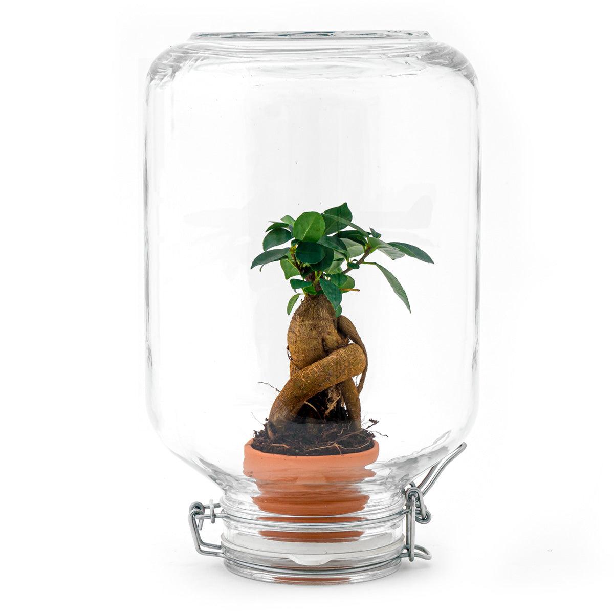 Easyplant - Bonsai - Mini-ecosysteem