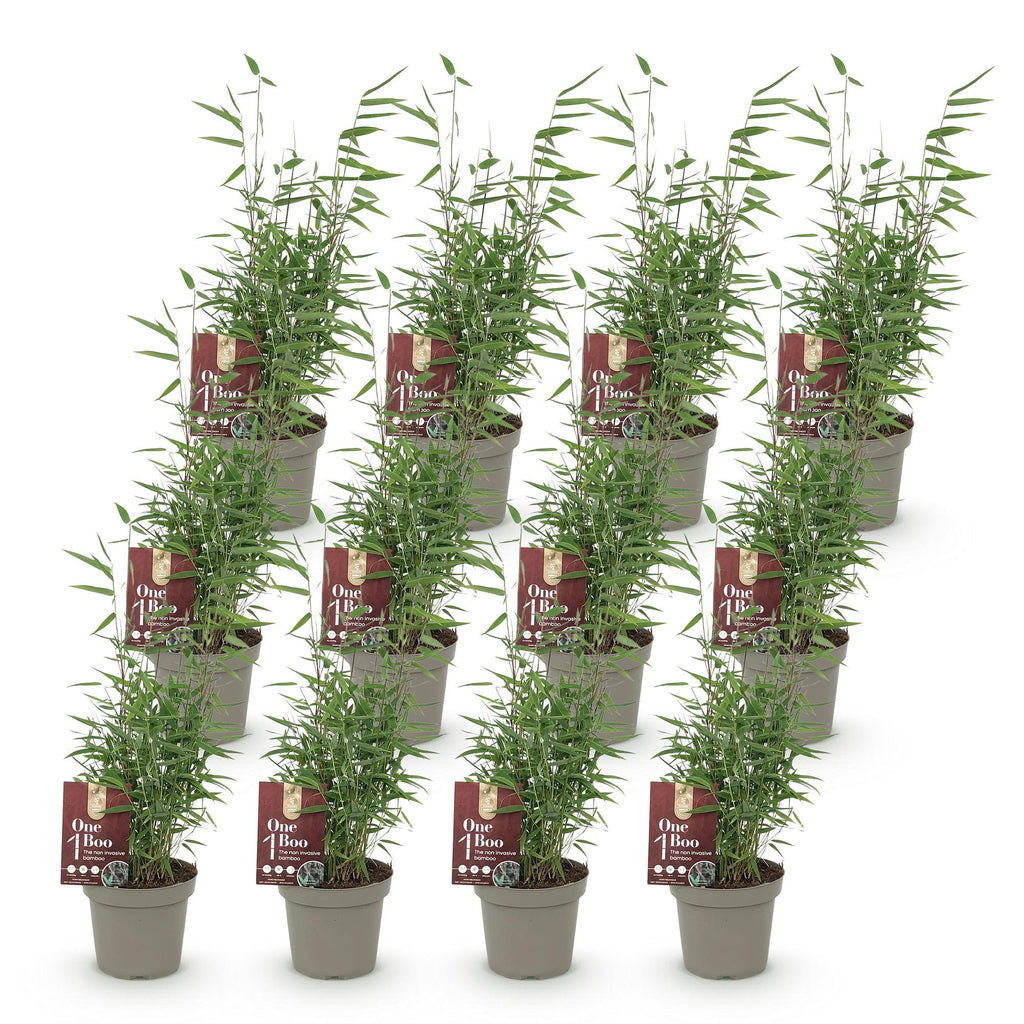 Bamboe - Fargesia Red Dragon - Bladhoudend - Niet Woekerend - Groen - 12 Planten - Pot 14cm - Hoogte 35cm