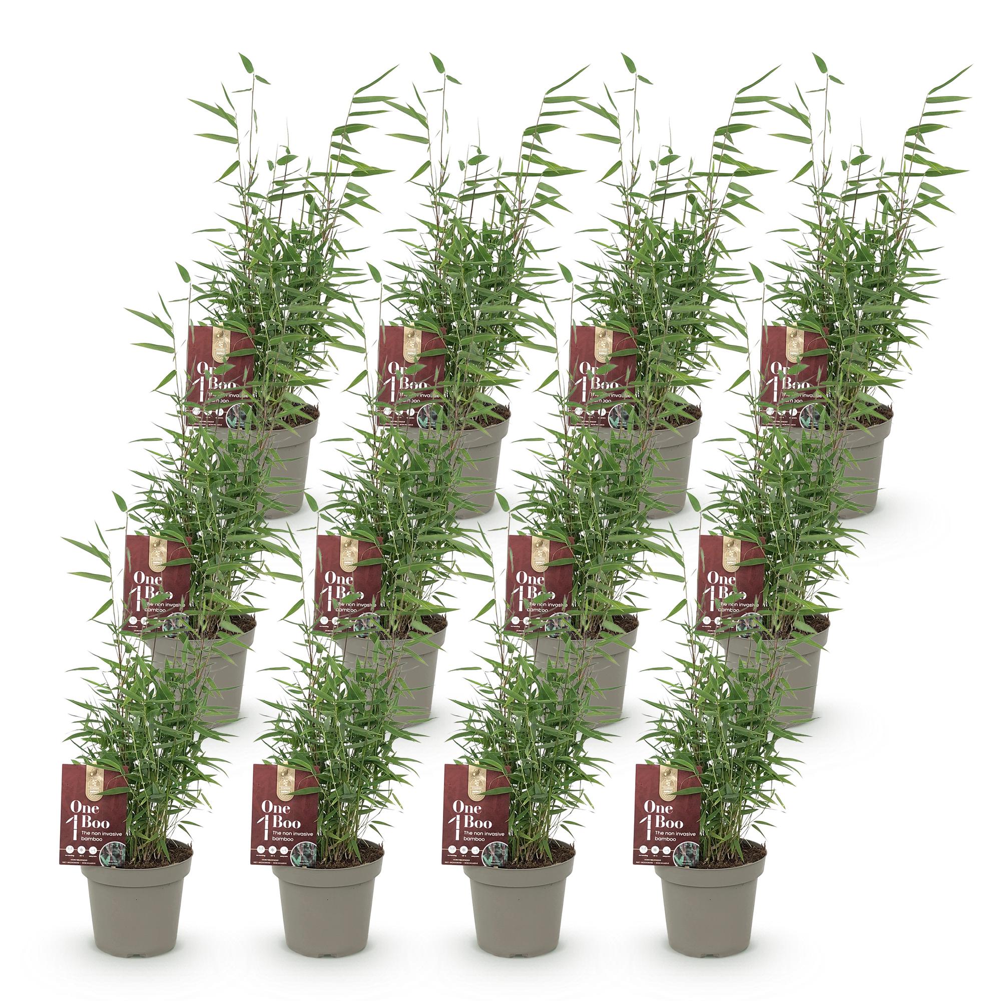 Bamboe - Fargesia Red Dragon - Bladhoudend - Niet Woekerend - Groen - 12 Planten - Pot 14cm - Hoogte 35cm