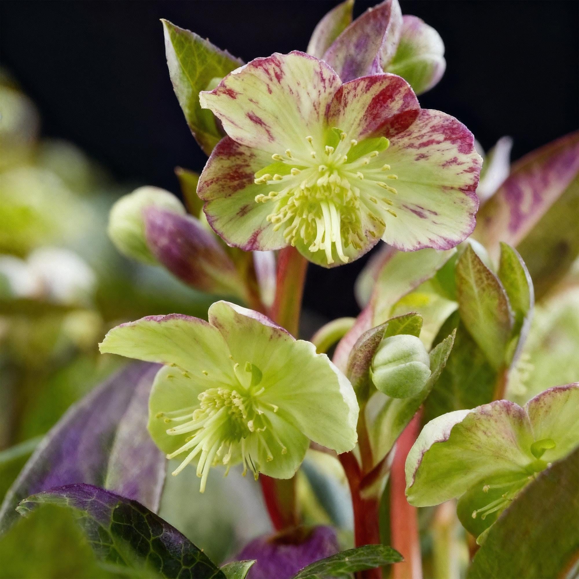 Tuinplant - Lenten Rose - Helleborus lividus Purple Marble - Paarse Bloem -2 Planten - Groenblijvend - Pot 14cm Hoogte 35cm