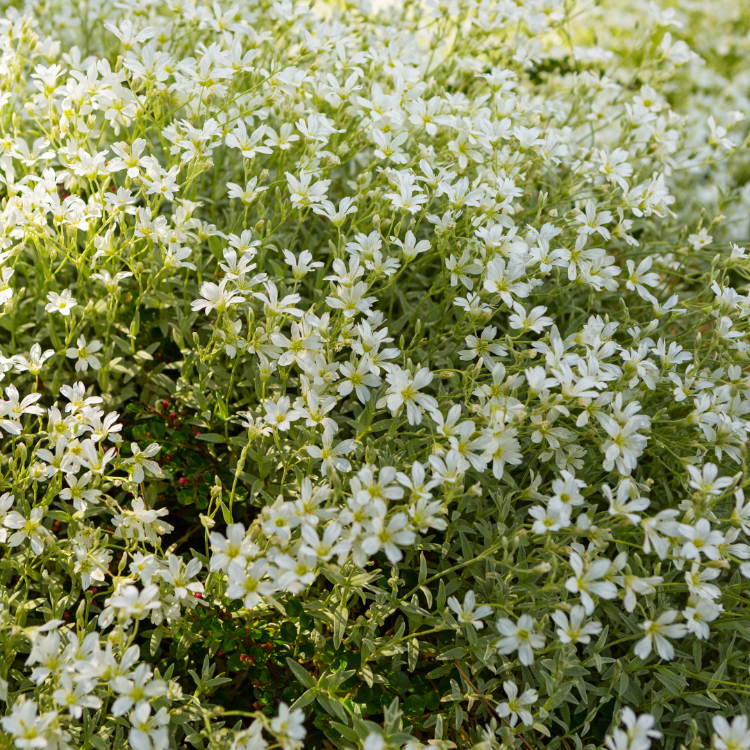 48x Cerastium tomentosum - ↕10-25cm - Ø9cm