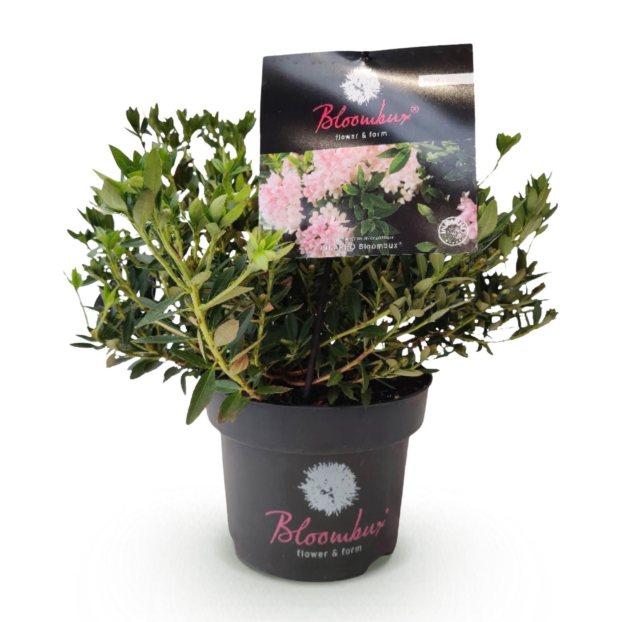 Dwerg Rhododendron - Rhododendron Bloombux Light Pink - Bloeiende Buxus - Weinig Onderhoud - Licht Roze Bloem - 1 Plant - Pot 17cm - Hoogte 30-40cm
