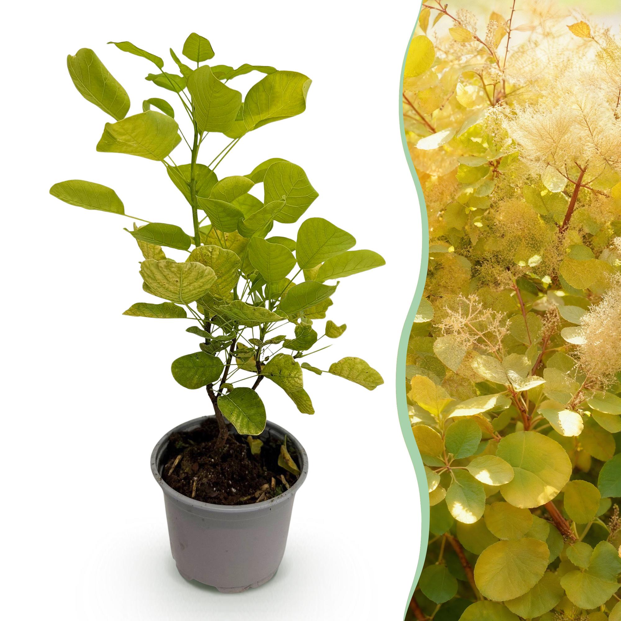 Tuinplant - Cotinus coggyria Golden Spirit - Geel - 1 Plant - Bladverliezend - Weinig Onderhoud - Pot 12cm Hoogte 35cm