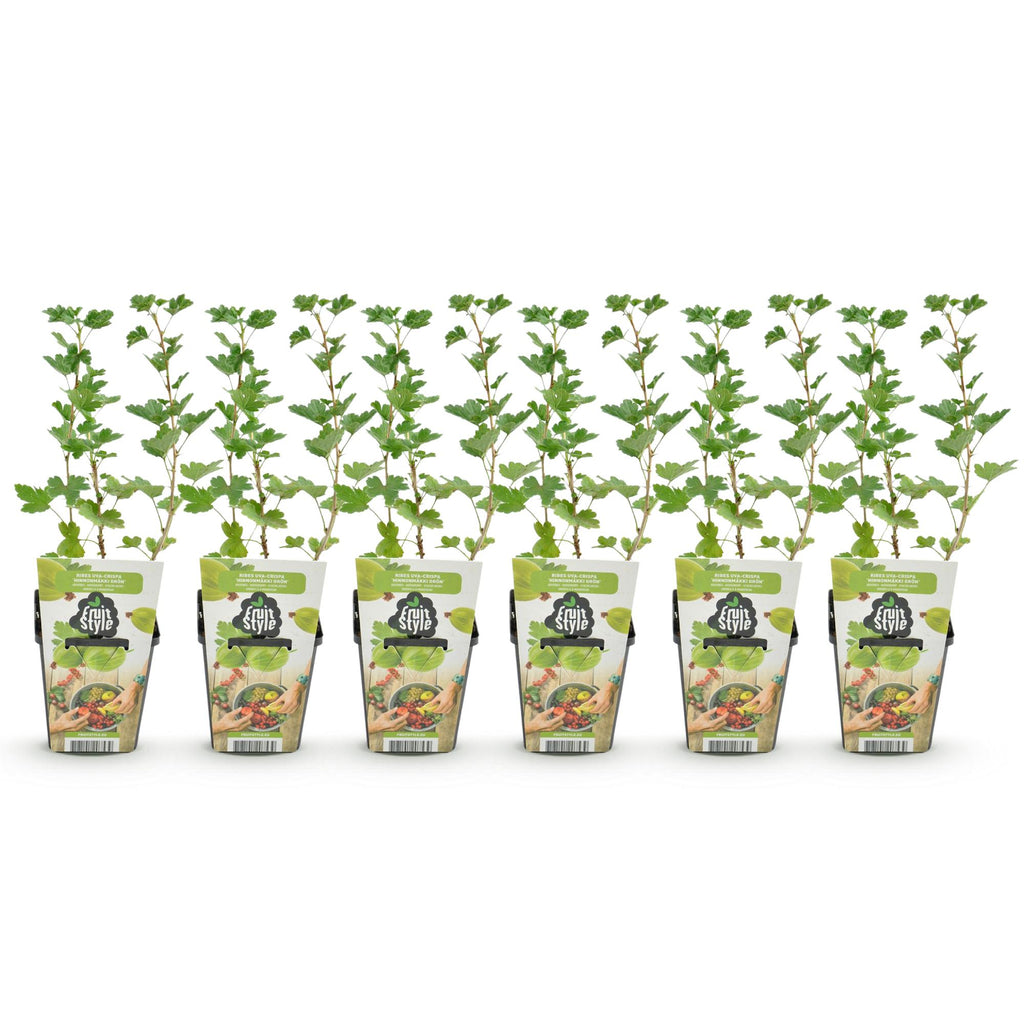 Fruitplanten - Kruisbes - Ribes uva-crispa Hinnonmaki Grun - Winterhard - 6 Planten - Pot 9 cm - Groene Bes