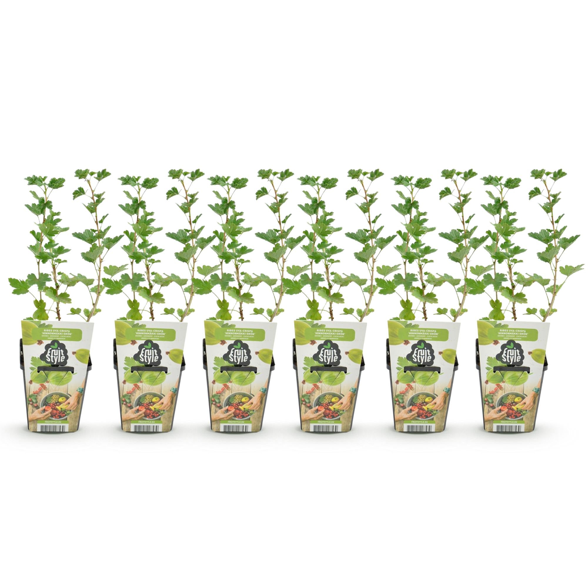 Fruitplanten - Kruisbes - Ribes uva-crispa Hinnonmaki Grun - Winterhard - 6 Planten - Pot 9 cm - Groene Bes