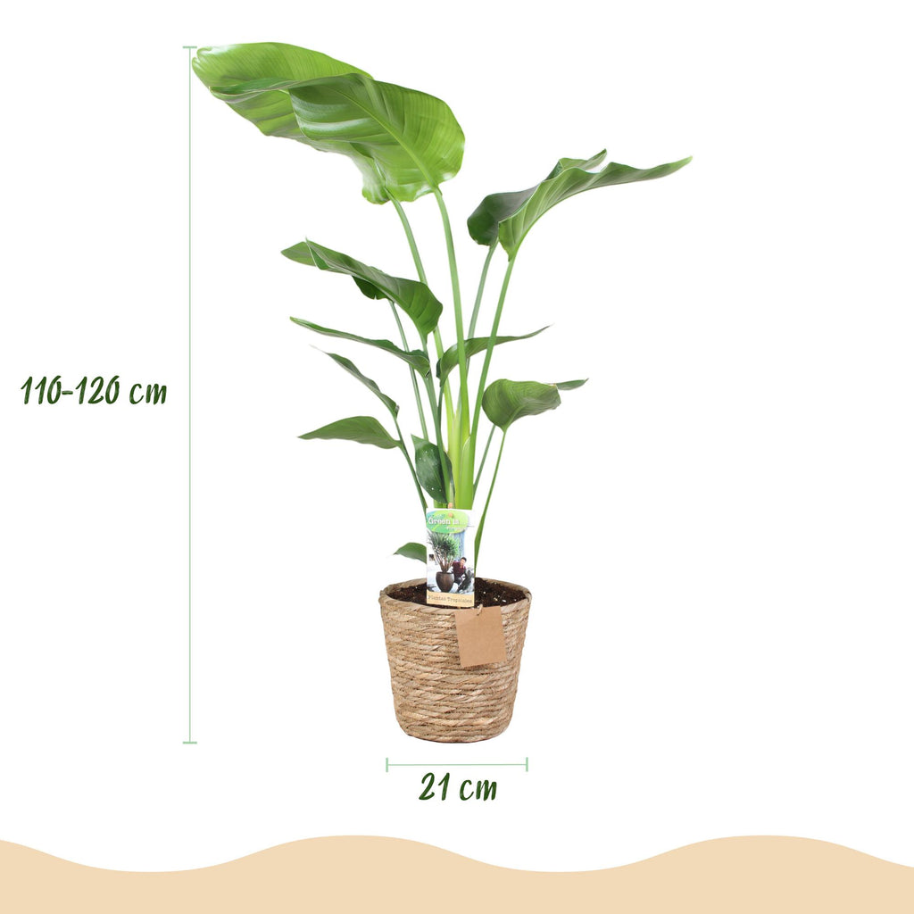 Green is... Kamerplanten - Stelitzia Nicolai - Paradijsvogelbloem - Weinig onderhoud - met mand - Groen - 1 Plant - Pot 21cm - Hoogte 110-120cm