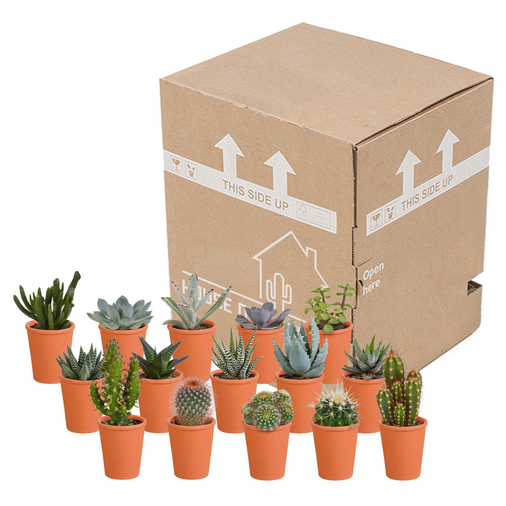 Cactus en vetplanten mix 5.5 cm | 15 stuks - in terracotta pot
