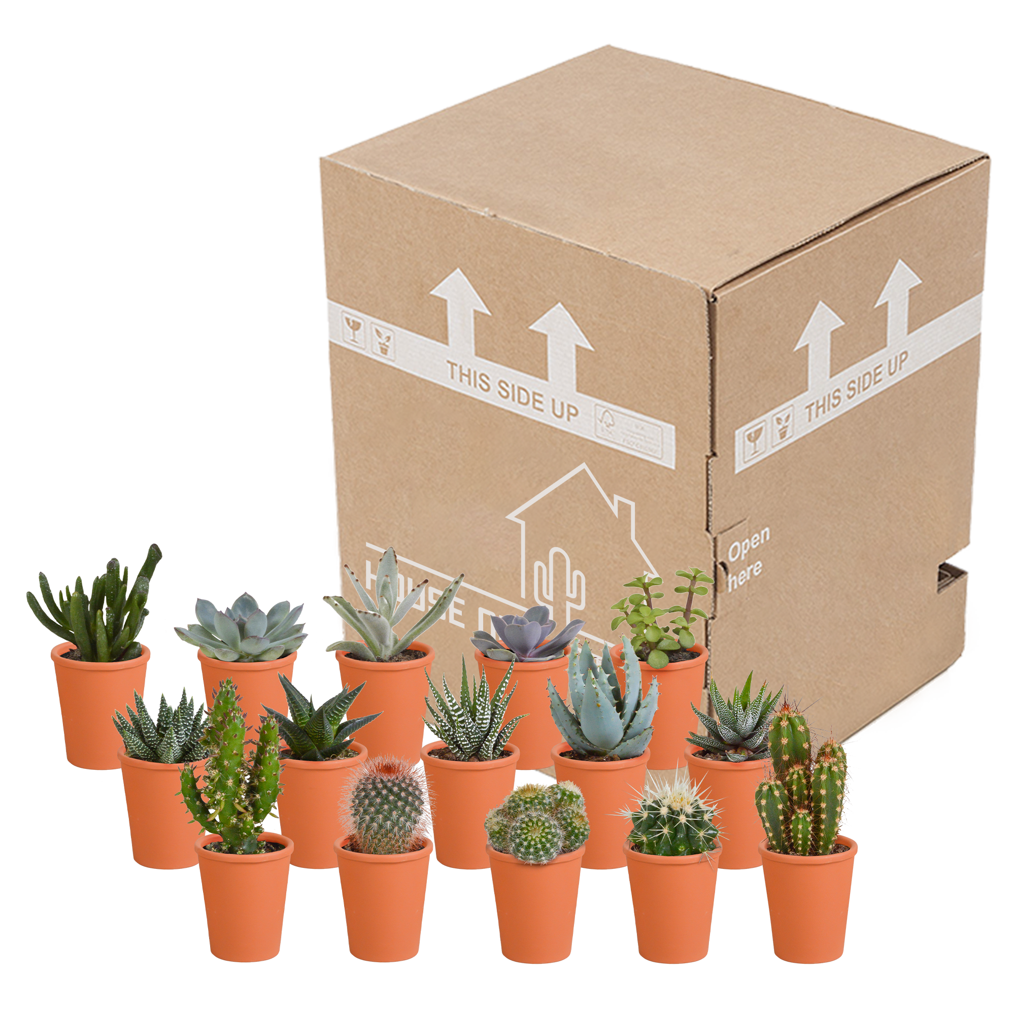Cactus en vetplanten mix 5.5 cm | 15 stuks - in terracotta pot