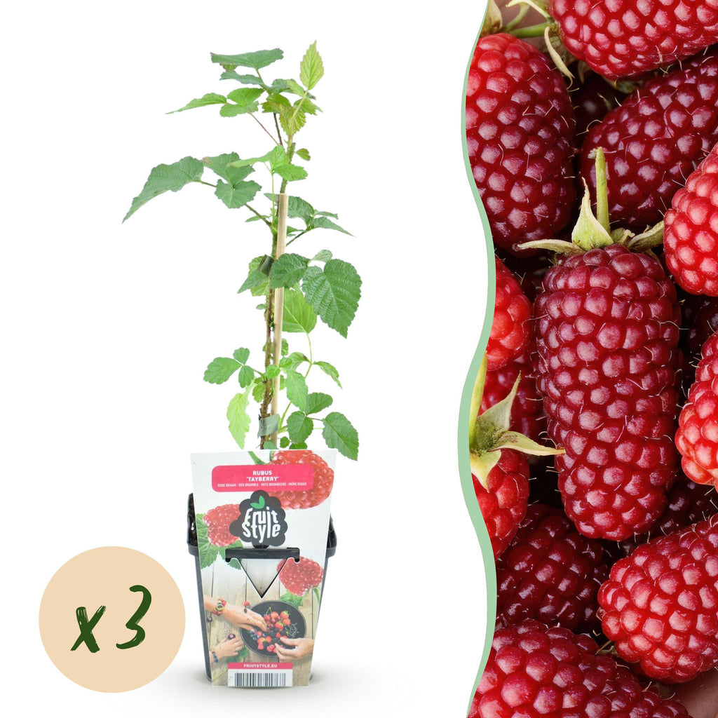Fruitplanten - Taybes - Rubus Tayberry - Winterhard - 3 Planten - Pot 9 cm - Rode Bes
