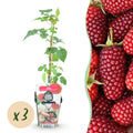 Fruitplanten - Taybes - Rubus Tayberry - Winterhard - 3 Planten - Pot 9 cm - Rode Bes