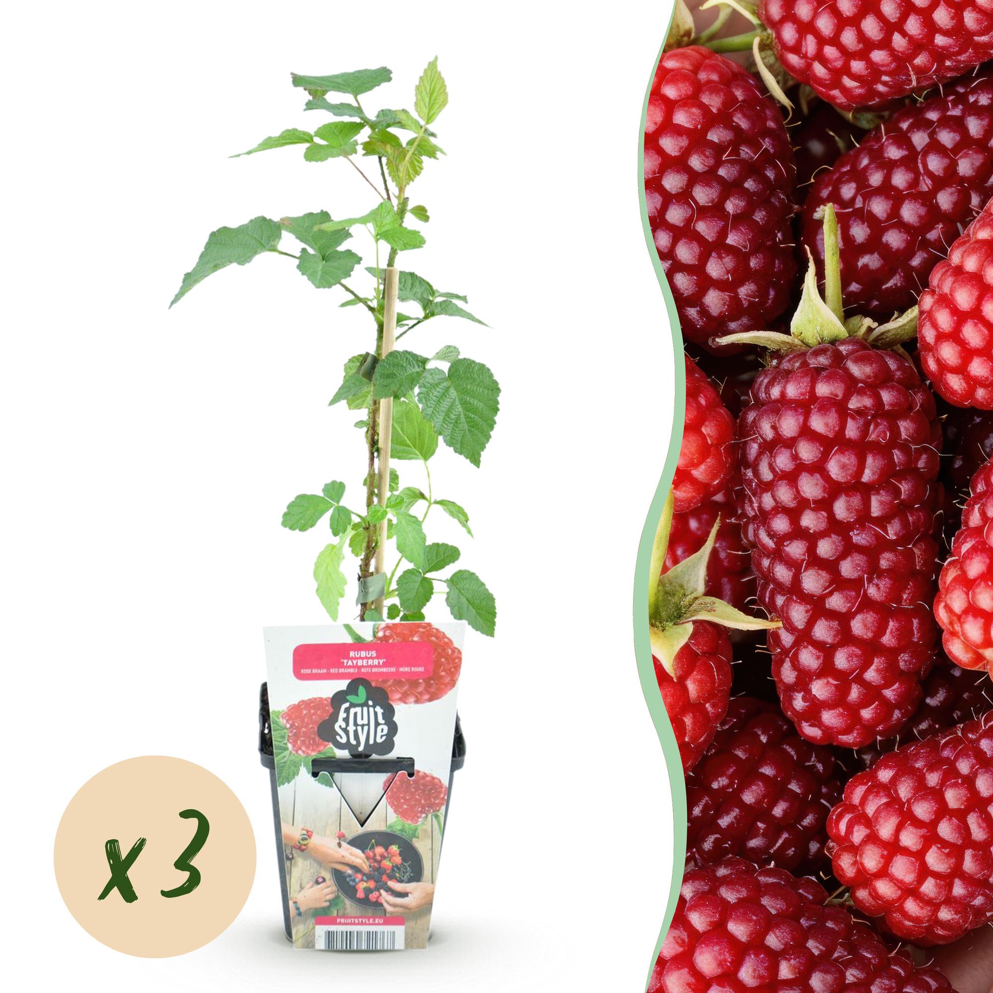 Fruitplanten - Taybes - Rubus Tayberry - Winterhard - 3 Planten - Pot 9 cm - Rode Bes