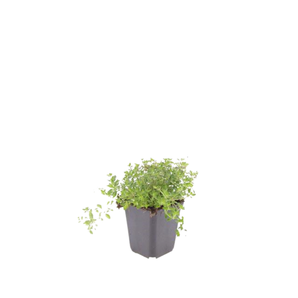 48x thymus serpyllum - ↕10-25cm - Ø9cm