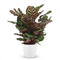 Kamerplant - Pauwenplant - Calathea Makoyana - Groen - Weinig onderhoud - 1 Plant - met Potter Wit - Pot 19cm - Hoogte 70cm