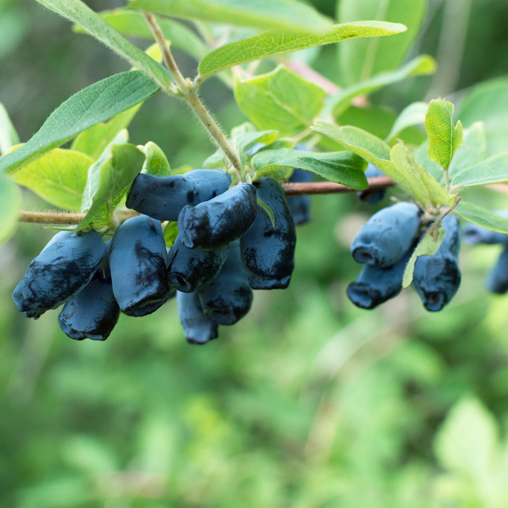 Fruitplant - Lonicera caerulea Kamchatika - Honingbes - Winterhard - Blauw Vrucht - 2 Planten - Pot 15cm - Hoogte 50cm
